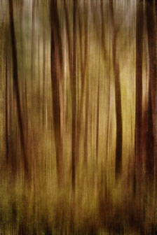 Botanicals